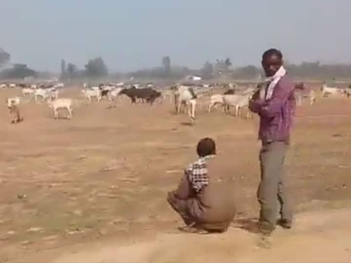 Farmers Release Stray Cattle Near Uttar Pradesh CM Yogi Adityanath's Rally Site, Video Goes Viral Farmers Release Stray Cattle Near CM Yogi Adityanath's Rally Site In UP's Barabanki | WATCH