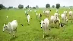 UP Polls 2022 : UP में किसके वोटों की फसल चरेंगे आवारा पशु ? | Ghanti Bajao