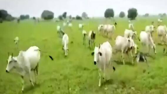 UP Polls 2022 : UP में किसके वोटों की फसल चरेंगे आवारा पशु ? | Ghanti Bajao