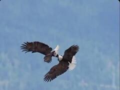 आसमान में ही प्रेम करने लगा चील का जोड़ा, शानदार वीडियो देखकर बन जाएगा आपका दिन