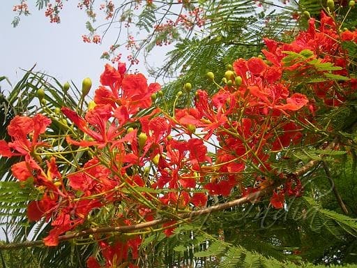 Gulmohar tree is good for environment and its health benefits as per expert Gulmohar benefits:ગુલમહોરના આ ફાયદા જાણીને આપ દંગ રહી જશો.વાળની આ સમસ્યામાં છે રામબાણ ઇલાજ