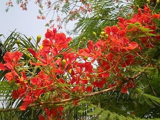 Gulmohar benefits:ગુલમહોરના આ ફાયદા જાણીને આપ દંગ રહી જશો.વાળની આ સમસ્યામાં છે રામબાણ ઇલાજ
