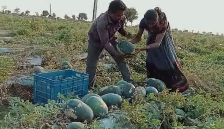 Agriculture News: Know how to do watermelon farming and earns Watermelon Farming: આ રીતે કરો તરબૂચની ખેતી, ઓછા સમયમાં મળશે લાખોનો નફો!