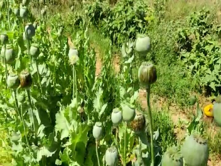 Rajasthan police and narcotics team action against Opium farming in jodhpur ann Rajasthan के खेतों में धड़ल्ले उगाई जा रही है अफीम, पुलिस ने कार्रवाई की तो 90 साल का बुजुर्ग बोला...