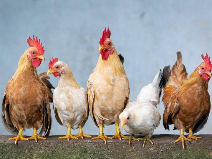 Is eating chicken unhealthy? Does bird flu also affect humans? Chicken: మళ్లీ బర్డ్ ఫ్లూ కేసులు, చికెన్ తింటే ప్రమాదమా, బర్డ్ ఫ్లూ మనుషులకు కూడా వస్తుందా?