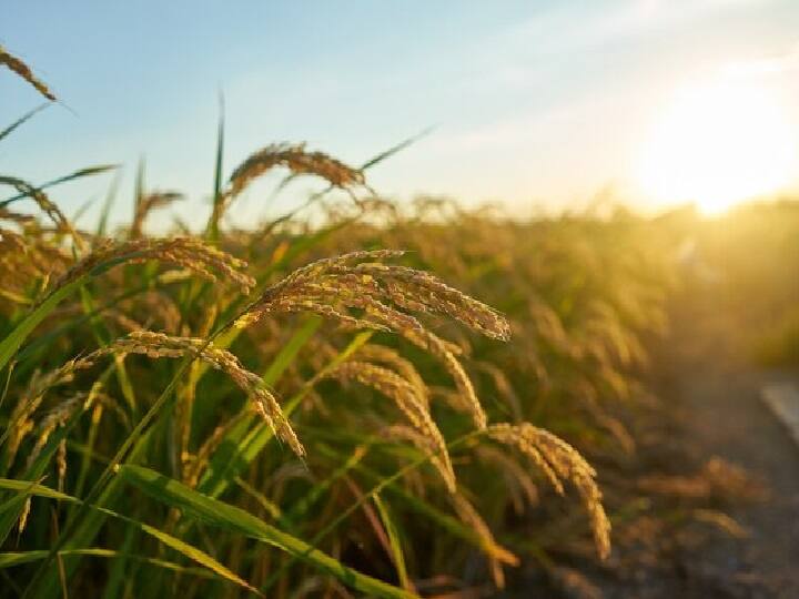 देश में लाखों लोग एग्रीकल्चर सेक्टर (Agriculture Sector) से जुड़े हैं. लेकिन, कई बार खेती से इतनी कमाई नहीं हो पाती है, जिससे घर के खर्चे पूरे हो सकें. ऐसे में आप खेती के साथ और भी बिजनेस कर सकते हैं. इससे आपको अतिरिक्त इनकम होगी. (PC: Freepik)