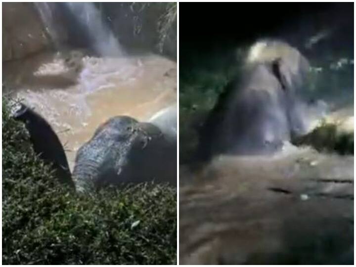 बचाई गई गहरे गड्ढे में गिरे हाथी की जान, किया गया आर्किमिडीज सिद्धांत का प्रयोग Elephant that fell in a deep pit was saved using the Archimedes principle बचाई गई गहरे गड्ढे में गिरे हाथी की जान, किया गया आर्किमिडीज सिद्धांत का प्रयोग