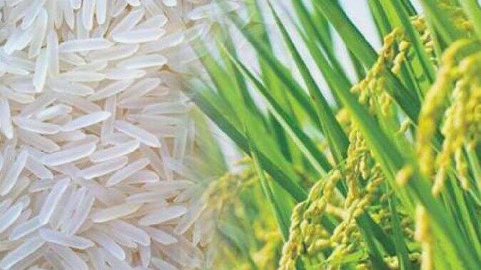 UP Basmati orders of 50 thousand tonnes were received  in Dubai, 100 exporters arrived from across the country ਦੁਬਈ 'ਚ ਯੂਪੀ ਦੀ ਬਾਸਮਤੀ ਦਾ ਡੰਕਾ , 50 ਹਜ਼ਾਰ ਟਨ ਦੇ ਮਿਲੇ ਆਰਡਰ , ਦੇਸ਼ ਭਰ 'ਚੋਂ ਪਹੁੰਚੇ 100 ਨਿਰਯਾਤਕ