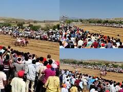 पुसेगावमध्ये बैलगाडा शर्यतीला मोठा प्रतिसाद...