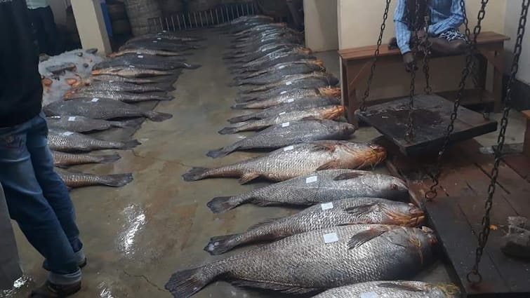 Giant sized telia bhola fishes captured sell at lakhs of rupees in diamond harbour Telia Bhola Fish: জালে উঠল শতাধিক তেলিয়া ভোলা, মাছের দাম শুনে চক্ষু চড়কগাছ মৎসপ্রেমীদের!