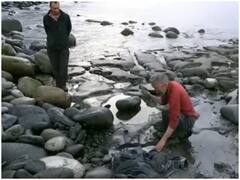 स्कॉटलैंड में वैज्ञानिकों को मिली बड़ी सफलता, खोज निकाला 16 करोड़ साल पुराने डायनोसोर का जीवाश्म 