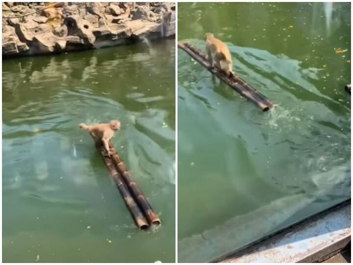 बांस की राफ्ट के सहारे पानी की सवारी करता दिखा बंदर, चौंका देगा वीडियो Monkey seen riding on water with the help of bamboo raft बांस की राफ्ट के सहारे पानी की सवारी करता दिखा बंदर, चौंका देगा वीडियो