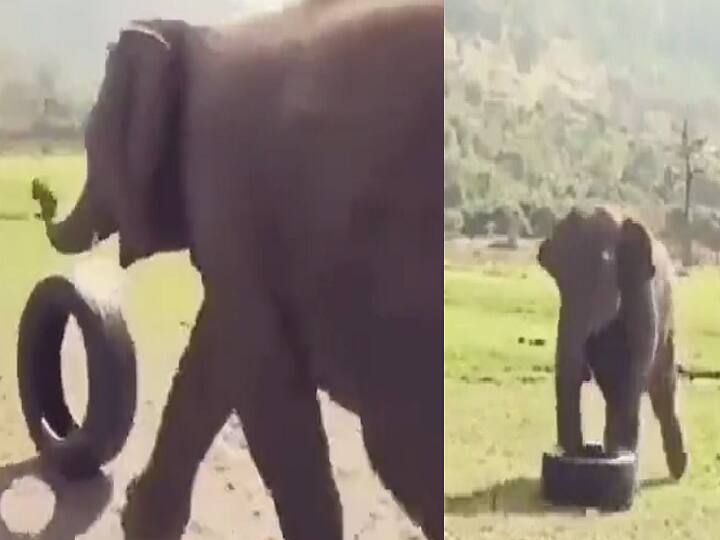 Video Of Elephant playing with tyre goes viral in social media Watch Video: போலாம் ரைட் ரைட்... டயருடன் விளையாடும் யானை- வைரல் வீடியோ !
