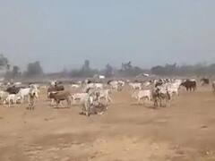 UP Election 2022: सीएम योगी की सभा में छुट्टा जानवर छोड़े जाने के वीडियो को बीजेपी ने बताया झूठा