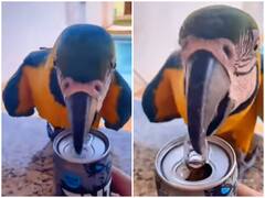 मुश्किल में फंसा शख्स तो मदद के लिए सामने आया तोता, चोंच से दिखाया सभी को कमाल