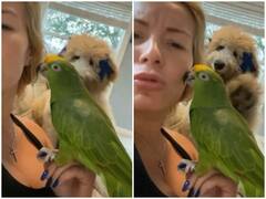 मालकिन कर रही थी तोते को प्यार, जल-भुन गया कुत्ता, बेड से उठा और कर दिया तोते का बुरा हाल, वीडियो वायरल