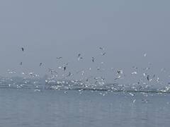 Okhla Bird Sanctuary: ओखला पक्षी विहार से अगले 2 हफ्ते में वापस जाने लगेंगे प्रवासी पक्षी, हर साल गुजारते हैं तीन महीने