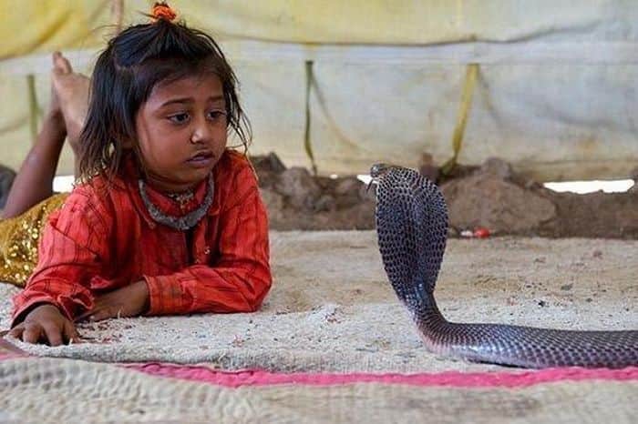 हमारे देश में कई धर्म के लोग रहते हैं. इसलिए यहां धर्म का बड़ा महत्व है. यही वजह है यहां पर कई देवी-देवताओं के साथ-साथ कुछ जीव-जंतुओं को भी पूजा की जाती हैं. इन्ही में एक है सांप. जिसे भगवान शिव का एक रूप माना जाता है.
