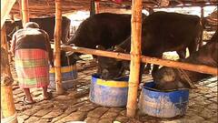 Anandapur: আনন্দপুর থানা এলাকায় এখনও বেআইনি খাটাল, দ্রুত ব্যবস্থা নেওয়ার আশ্বাস মেয়রের | Bangla News