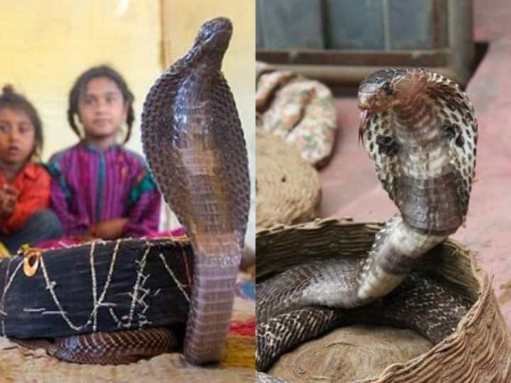Shetphal Village : सांप का नाम सुनते ही लोगों के रौंगटे खड़े हो जाते हैं, लेकिन आज हम आपको महाराष्ट्र (Maharashtra) के एक ऐसे गांव की कहानी बताने जा रहे हैं जहां लोग सांप के साथ ही रहते हैं. जी हां आपने बिल्कुल सही सुना महाराष्ट्र के सोलापुर (Solapur) में एक गांव ऐसा है जहां लोग सांपों से गहरी दोस्ती रखते हैं. इस गांव के हर घर में आपको एक कोबरा सांप (Cobra Snake) देखने को मिल जाएगा. चलिए बताते हैं आपको इस गांव की रोचक कहानी .जिसे सुनकर आप भी हो जाएंगे हैरान...