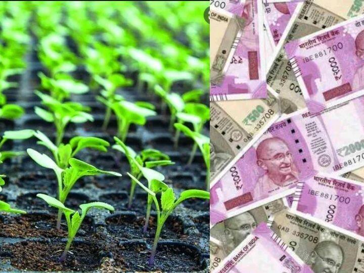 Poor Farmer become a millionaire Hi-tech nursery 100 people got job marathi news सालगडी झाला कोट्यधीश! 8 एकर शेतीत हायटेक नर्सरी, 100 लोकांच्या हाताला मिळाले काम