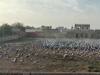 Rajasthan: रेगिस्तान में सर्दियां गुजारने के बाद अब साइबेरिया लौटने की तैयारी में प्रवासी परिंदे कुरजां