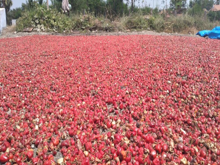 40,000 வரை விலை போகும் ஒரு குவிண்டால் மிளகாய் - விளைச்சலை இழந்ததால் தூத்துக்குடி விவசாயிகள் கவலை