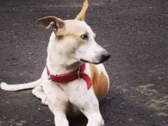 Trending News: Mumbai में लापता गली के कुत्ते के लिए लोगों की दरियादिली, 7 दिन बाद मिलने पर सोसायटी के लोगों ने किया स्वागत