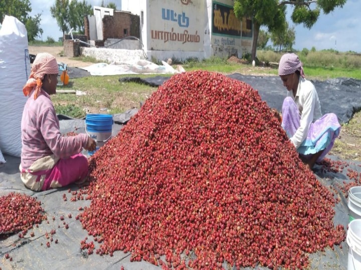 40,000 வரை விலை போகும் ஒரு குவிண்டால் மிளகாய் - விளைச்சலை இழந்ததால் தூத்துக்குடி விவசாயிகள் கவலை