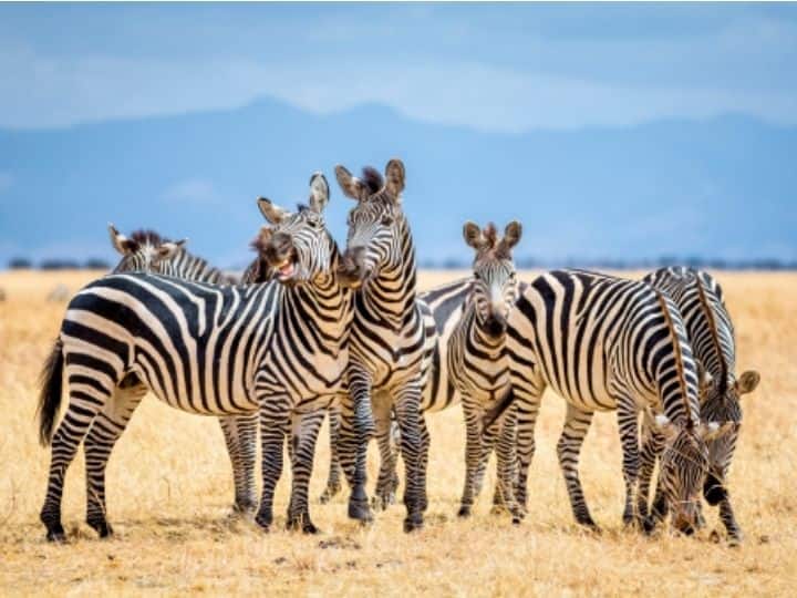 Vacation Photos Of Zebras & Whales Captured By Tourists Can Combat Extinction Of Endangered Animals: Researchers Vacation Photos Of Zebras & Whales Captured By Tourists Can Combat Extinction Of Endangered Animals: Researchers
