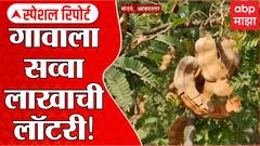 Ahmednagar : मांडवे गावात दीडशे चिंचेची झाडं; लागली सव्वा लाखांची लॉटरी! ABP Majha