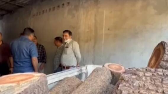 સુરતઃ પૂણા વિસ્તારમાં ઝડપાયો 500થી વધુ કિલોનો ચંદનનો જથ્થો, શું છે તેની બજાર કિંમત?