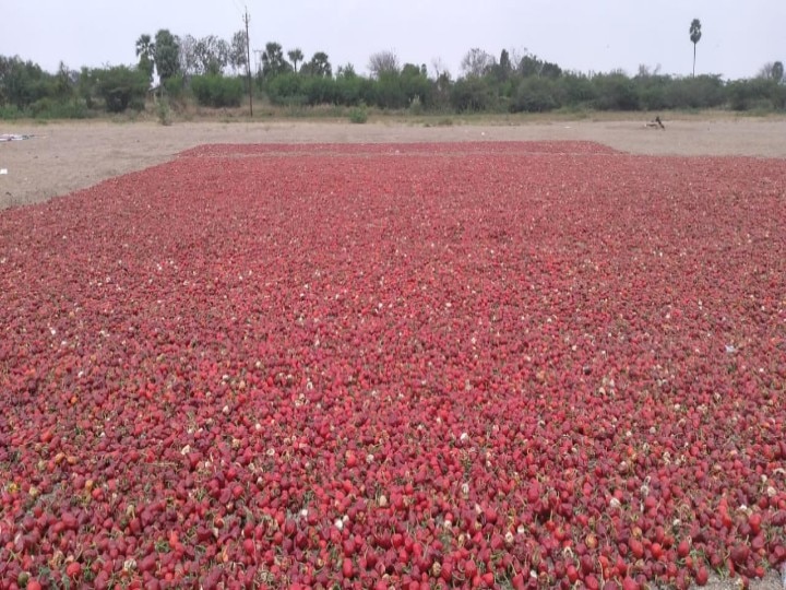 40,000 வரை விலை போகும் ஒரு குவிண்டால் மிளகாய் - விளைச்சலை இழந்ததால் தூத்துக்குடி விவசாயிகள் கவலை