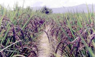 ਕਾਲੇ ਝੋਨੇ ਦੀ ਖੇਤੀ ਨਾਲ ਇਹ ਸੂਬਾ ਹੋ ਰਿਹਾ ਮਾਲੋ-ਮਾਲ, ਫਾਇਦੇ ਸੁਣਕੇ ਤੁਸੀਂ ਵੀ ਹੋਵੋਗੇ ਹੈਰਾਨ