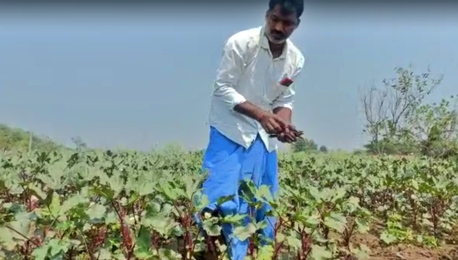 Red Ladyfingers:  రాధిక పంట పండింది, జగిత్యాల రైతుకు సిరులు కురిపించింది