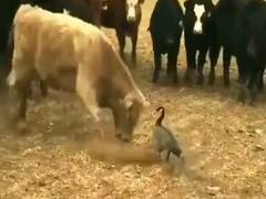 सांडों के झुंड से अकेले ही भिड़ गई ये बत्तख, नहीं हरा पाया कोई भी सांड