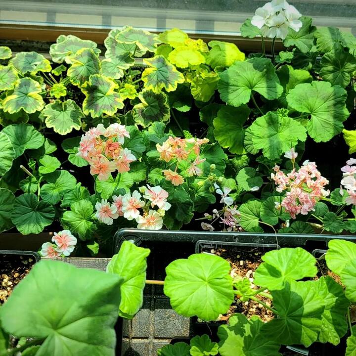 पारंपरिक शेतीला फाटा देत दोन माजी सैनिकांनी यशस्वी केली जिरेनियमची शेती