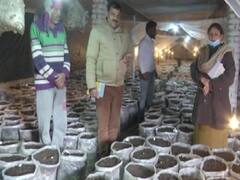 Jammu-Kashmir Mushroom farming: राजौरी में बेरोजगारी से परेशान युवा कर रहे मशरूम की खेती, कई लोगों को भी दे रहे हैं रोजगार