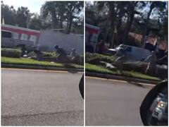 वैन से उतर कर सड़क पर भागा मगरमच्छ, चिड़ियाघर की टीम ने पाया काबू