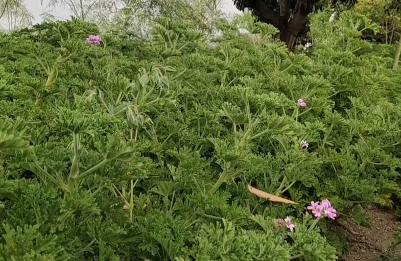 Geranium farming : पारंपरिक शेतीला बगल देत माजी सैनिकांनी यशस्वी केली जिरेनियमची शेती, मिळवतायेत लाखोंचा नफा