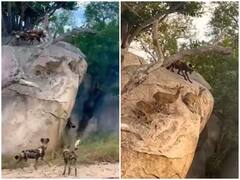 सिर पर मौत को मंडराता देख बिल्कुल भी परेशान नहीं हुए हिरण के बच्चे, सूझबूझ से दी मौत को मात