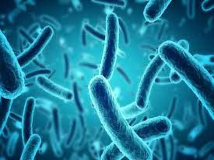 Scientist Discovered T. magnifica A centimeter-long bacterium with DNA compartmentalized in membrane-bound organelles நிலக்கடலை அளவு கொண்ட பாக்டீரியாக்கள் கண்டுபிடிப்பு.. புதிர் முடிச்சை அவிழ்க்கும் விஞ்ஞானிகள்