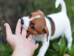 Crime: மரத்தில் தலைகீழாக தொங்கவிட்டு நாய்க்குட்டி கொலை.. மூன்று நாய்க்குட்டிகள் எரிப்பு.. சீரியல் சைக்கோ கொலையாளியை தேடும் போலீசார்