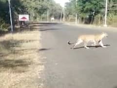 ​​Jabalpur News: रिहायशी इलाके में घूम रहे तेंदुओं की वजह से दहशत का माहौल, खोजबीन में जुटी वन विभाग की टीम