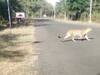 Jabalpur News: रिहायशी इलाके में घूम रहे तेंदुओं की वजह से दहशत का माहौल, खोजबीन में जुटी वन विभाग की टीम