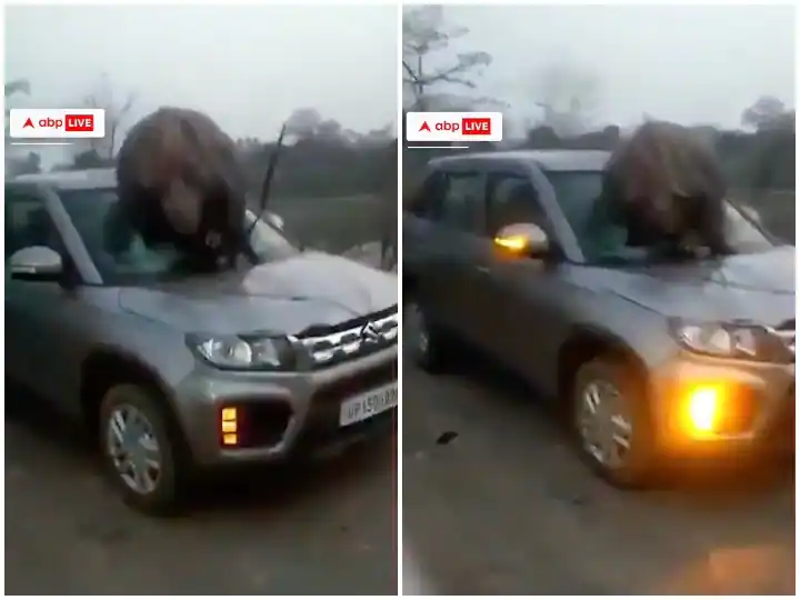 ਸ਼ੀਸ਼ਾ ਤੋੜ ਕੇ ਗੱਡੀ 'ਚ ਜਾ ਫਸੀ ਨੀਲ ਗਾਂ, ਵੀਡੀਓ ਤੇਜ਼ੀ ਨਾਲ ਵਾਇਰਲ, ਲੋਕਾਂ ਦੇ ਛੁੱਟੇ ਪਸੀਨੇ