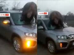Viral Video: हापुड़ से वायरल हो रही गाड़ी का शीशा तोड़ती नीलगाय, देखें हैरान करने वाला ये Video