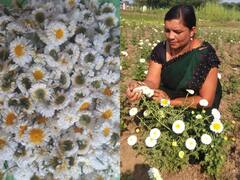 Durg News: Chhattisgarh में गुलबहार की खेती से इस महिला समूह ने कमाए हजारों रुपये, जानिये किस योजना के तहत कर रहे हैं खेती