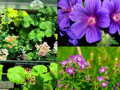 जिरेनियमच्या शेतीचा यशस्वी प्रयोग