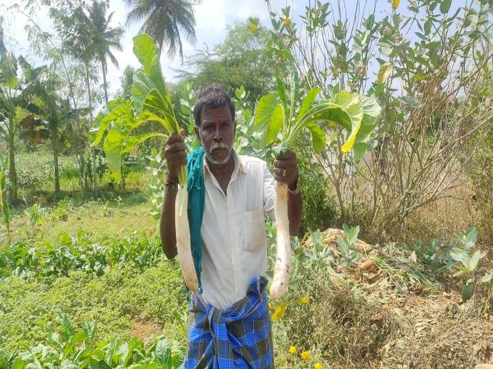 Sivagangai: Radish that costs up to 10 thousand and costs 10 rupees 10 ஆயிரம் வரை செலவு செய்தும் 10 ரூபாய்க்கு விலைபோகும் முள்ளங்கி - குப்பையில் கொட்டுவதாக விவசாயிகள் வேதனை